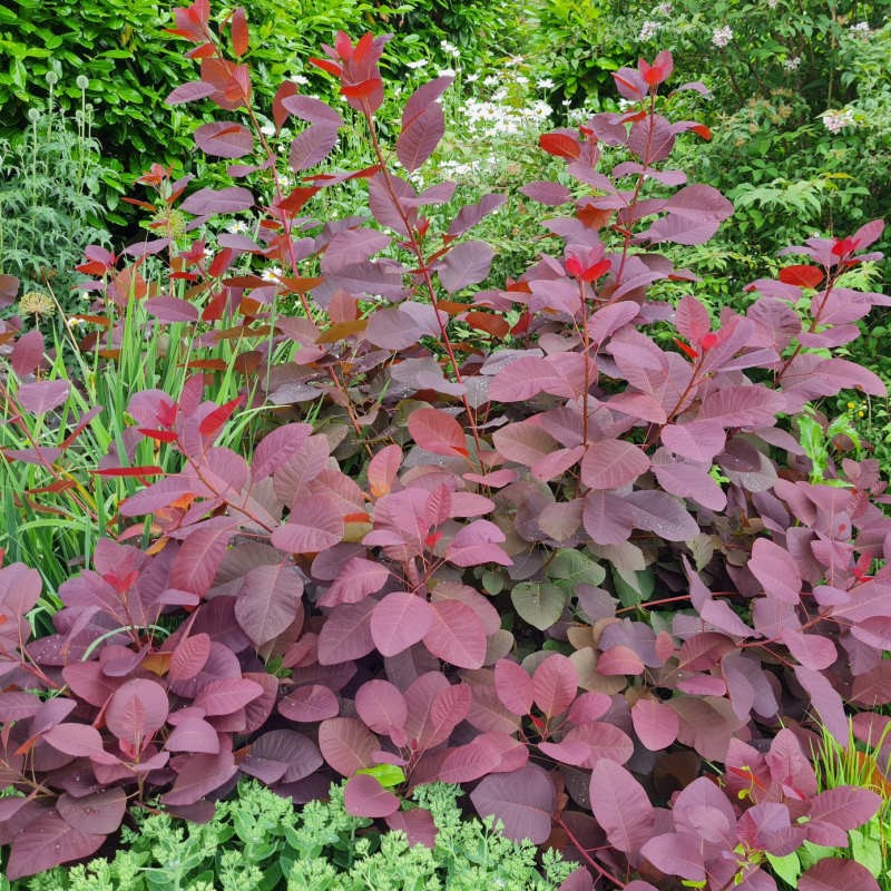 Cotinus coggygria 'Royal Purple' - leaf colour in July