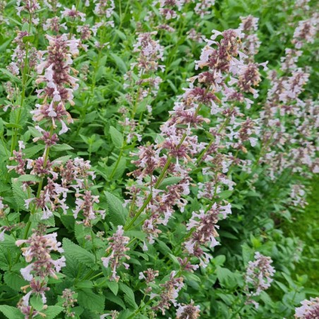 Nepeta grandiflora 'Dawn to Dusk' - flowers in July