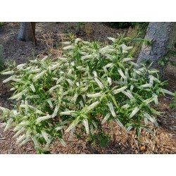 Hebe salicifolia - established plant flowering in July