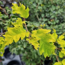 Fagus sylvatica 'Rohan Gold' - young golden-yellow leaves in early Summer