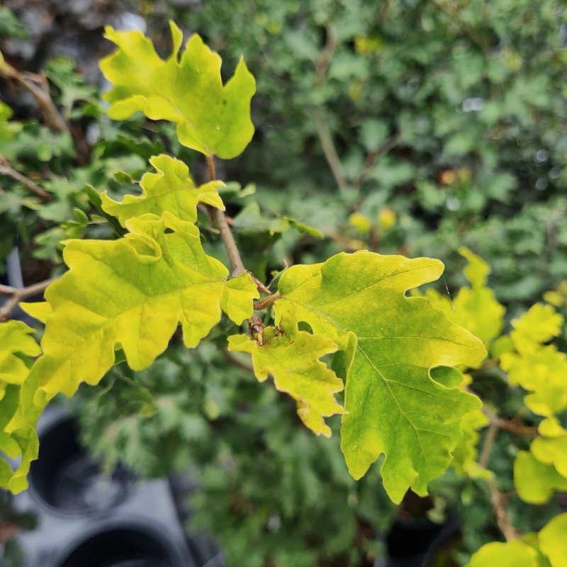 Fagus sylvatica 'Rohan Gold' - young golden-yellow leaves in early Summer Fagus sylvatica 'Rohan Gold' - young golden-yellow leaves in early Summer