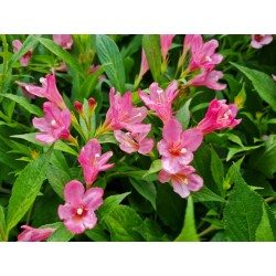 Weigela 'Pico Bella Rosa' - masses of pink flowers in summer