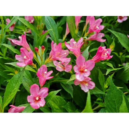 Weigela 'Pico Bella Rosa' - masses of pink flowers in summer Weigela 'Pico Bella Rosa' - masses of pink flowers in summer