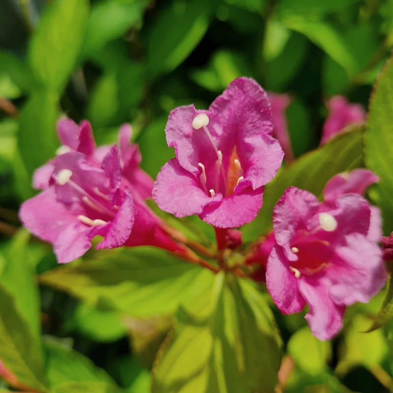 Weigela florida 'Princess Ayla' - flowers in July Weigela florida 'Princess Ayla' - flowers in July
