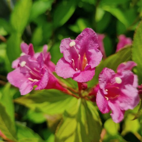 Weigela florida 'Princess Ayla' - flowers in July