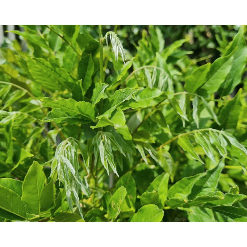Wisteria × formosa 'Enchantment' - leaves in July Wisteria × formosa 'Enchantment' - leaves in July