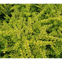 Lonicera nitida 'Golden Glow' - golden leaves in July