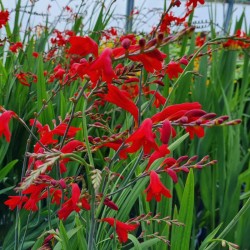 Crocosmia 'Emberglow' - flowers opening in July