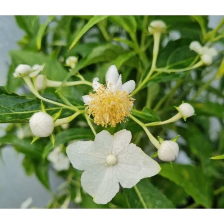 Platycrater arguta - white flowers in July
