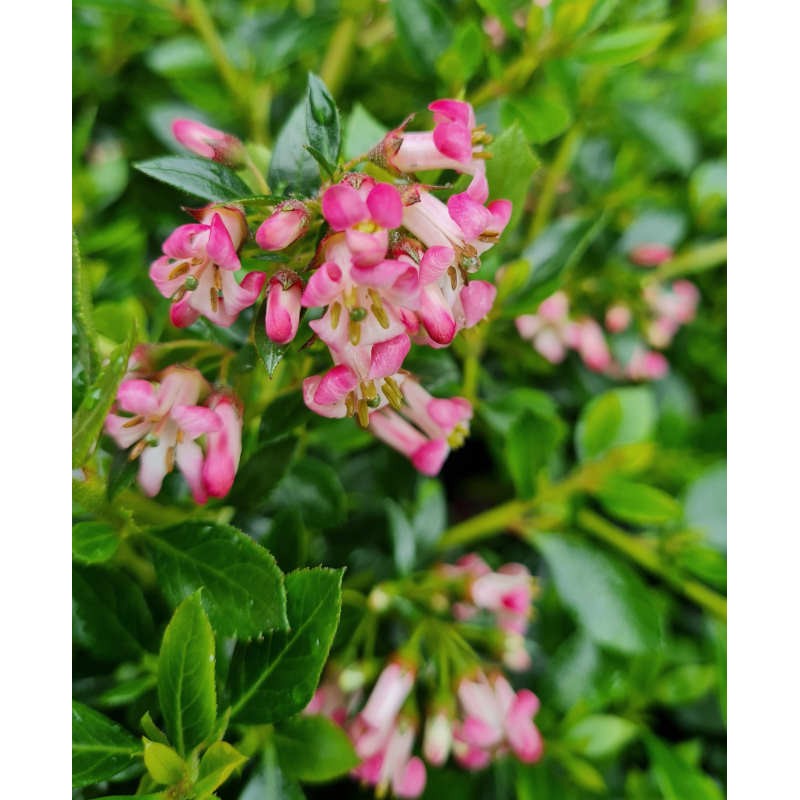 Escallonia 'Showstopper' - flowers in July