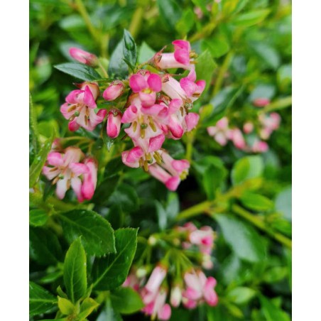 Escallonia 'Showstopper' - flowers in July