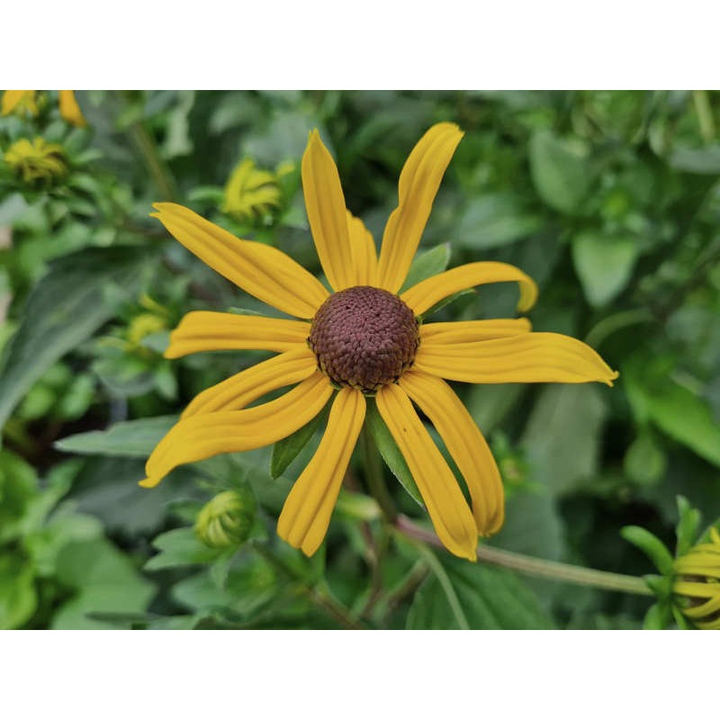 Rudbeckia 'Goldsturm' - flowers in July Rudbeckia 'Goldsturm' - flowers in July
