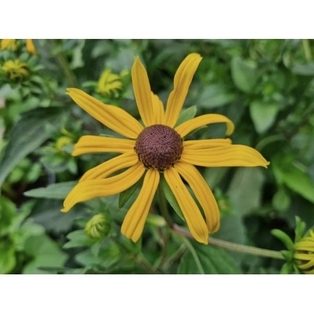 Rudbeckia 'Goldsturm' - flowers in July Rudbeckia 'Goldsturm' - flowers in July