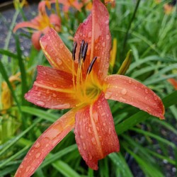Hemerocallis fulva var. aurantiaca - flowers in July