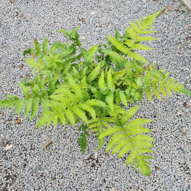 Matteuccia orientalis - fronds in July Matteuccia orientalis - fronds in July