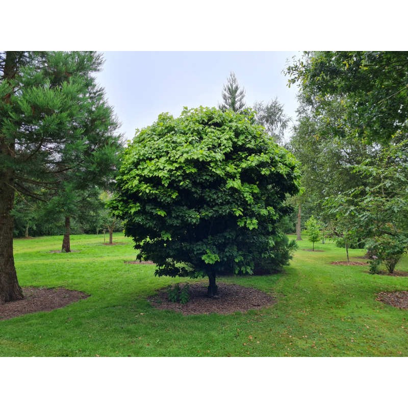 Quercus palustris 'Isabel' - rounded habit on an established plant in summer.