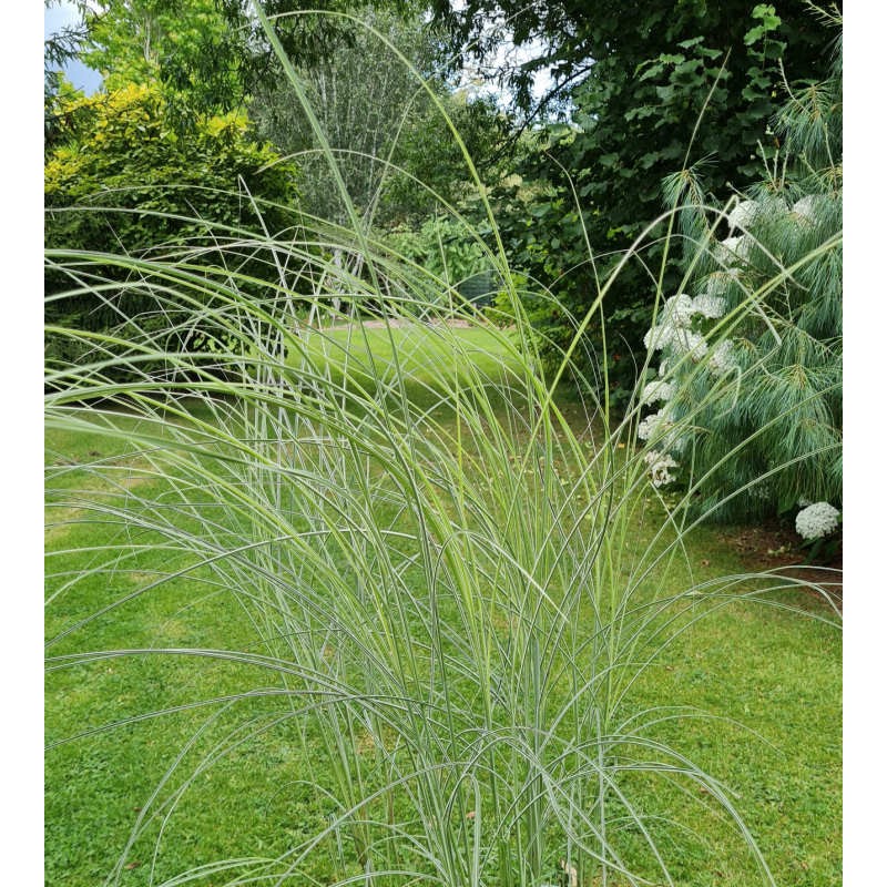 Miscanthus sinensis 'Morning Light' - in late July