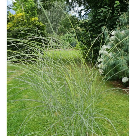 Miscanthus sinensis 'Morning Light' - in late July