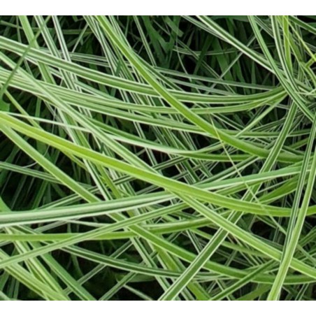Miscanthus sinensis 'Morning Light' - close up of variegated leaves