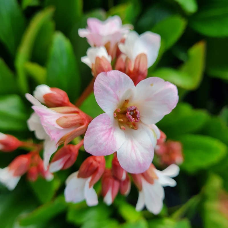 Bergenia 'Fire and Ice' - flowers