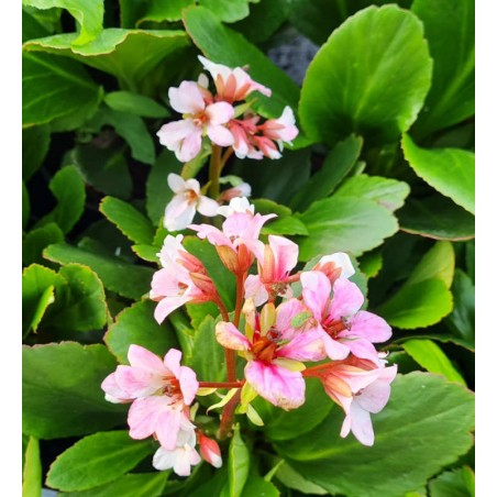 Bergenia 'Fire and Ice' - flowers