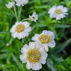 Achillea ptarmica 'The Pearl' - flowers in summer