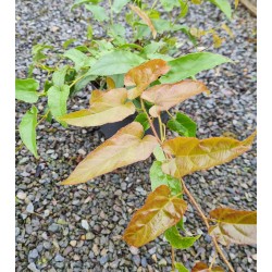 Rubus ichangensis - young leaves in early summer
