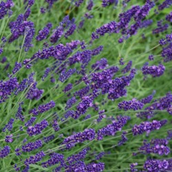 Lavandula angustifolia 'Hidcote' - flowers in summer