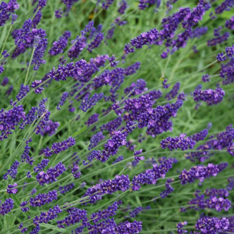 Lavandula angustifolia 'Hidcote' - flowers in summer