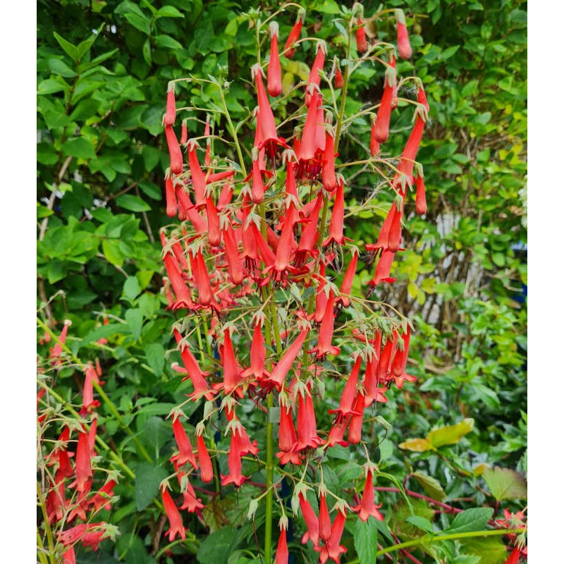 Phygelius 'African Queen' - summer flowers