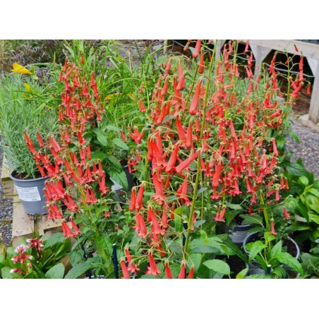 Phygelius 'African Queen' - flowers in August