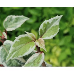 Schizophragma hydrangeoides 'Shiro Fuka Fukurin Fu' - variegated summer leaves in late summer/autumn