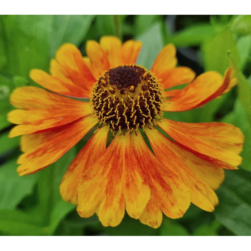 Helenium 'Mardi Gras' - summer flowers Helenium 'Mardi Gras' - summer flowers