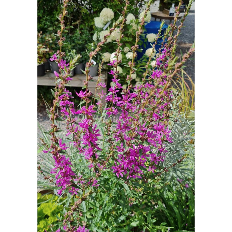 Lythrum virgatum 'Dropmore Purple' - summer flowers