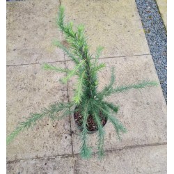 Larix kaempferi 'Cascade' - young plant in July