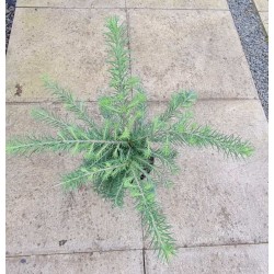 Larix kaempferi 'Grey Pearl' - summer foliage