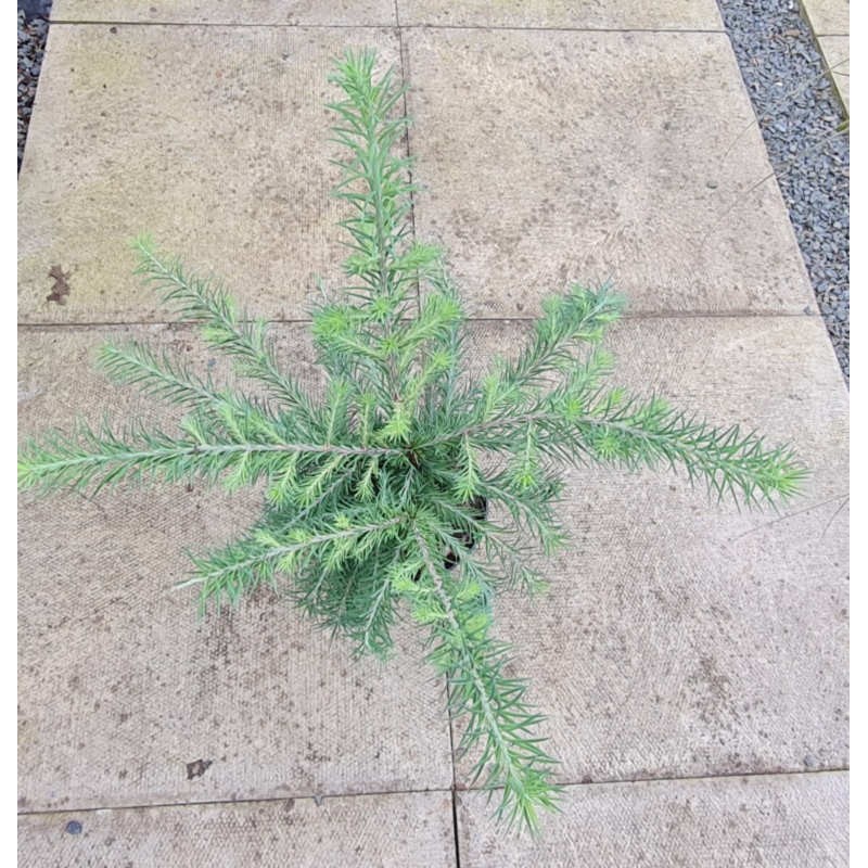 Larix kaempferi 'Grey Pearl' - summer foliage