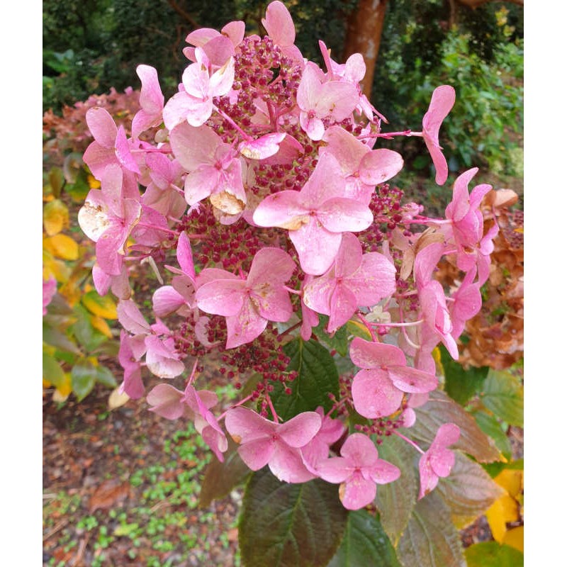 Hydrangea paniculata 'Wim's Red'' - flowers in autumn