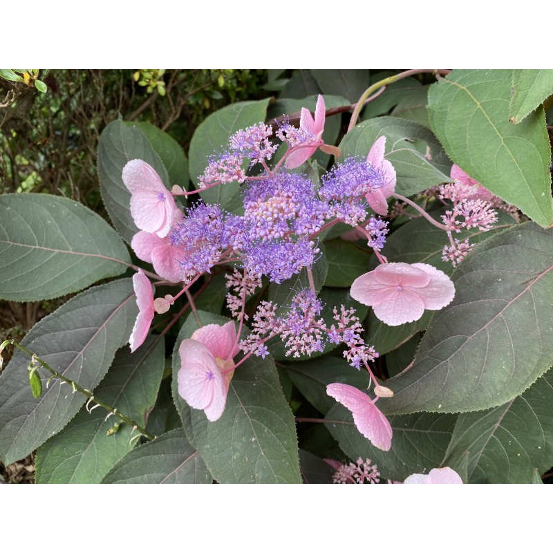 Hydrangea aspera 'Hot Chocolate' - summer flowers