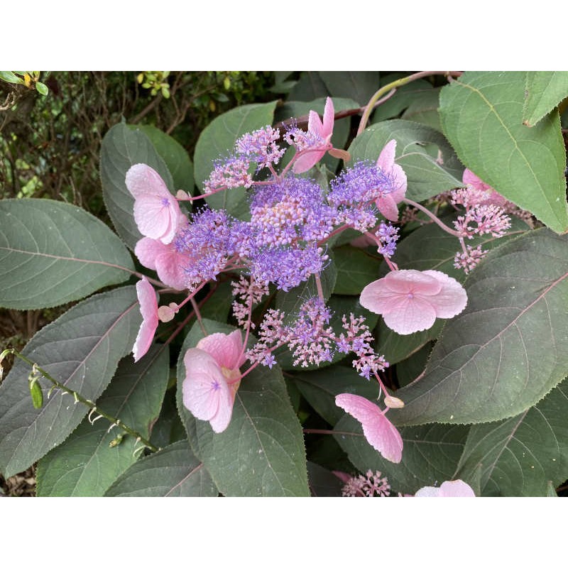 Hydrangea aspera 'Hot Chocolate' - summer flowers