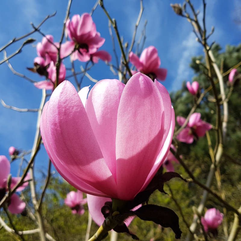 Magnolia 'Copeland Court' - flowers in Spring