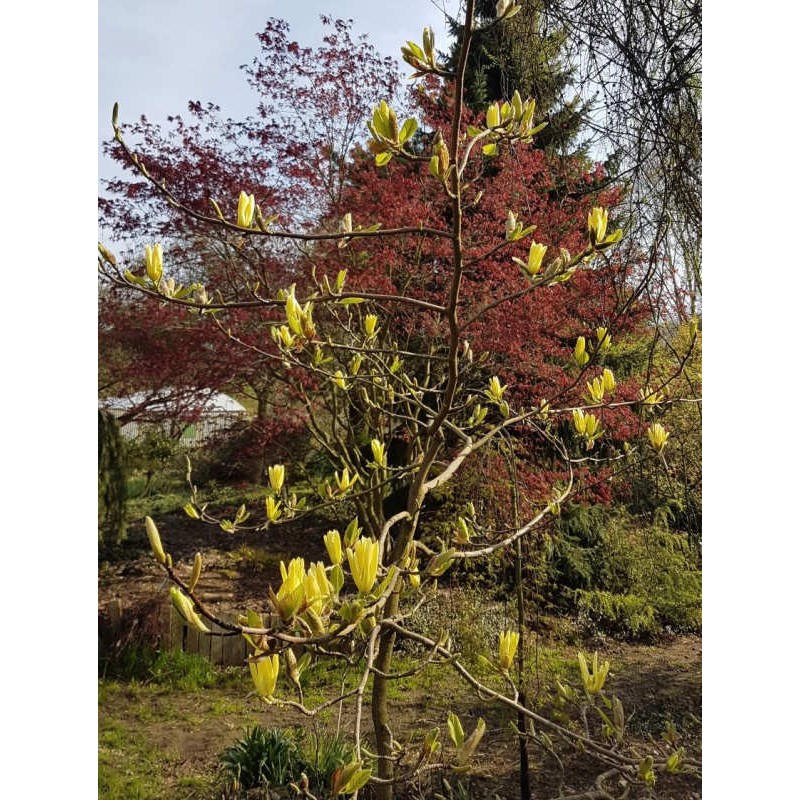 Magnolia x 'Butterflies' - flowers in Spring