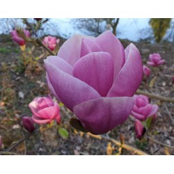 Magnolia 'Theodora'