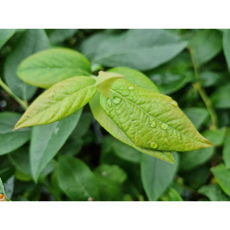 Vaccinium corymbosum 'Brigitta Blue' - summer leaves