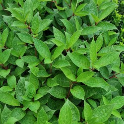 Hydrangea paniculata 'Early Harry'  - summer leaves