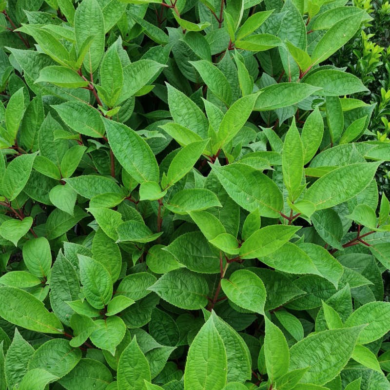 Hydrangea paniculata 'Early Harry' - summer leaves Hydrangea paniculata 'Early Harry' - summer leaves