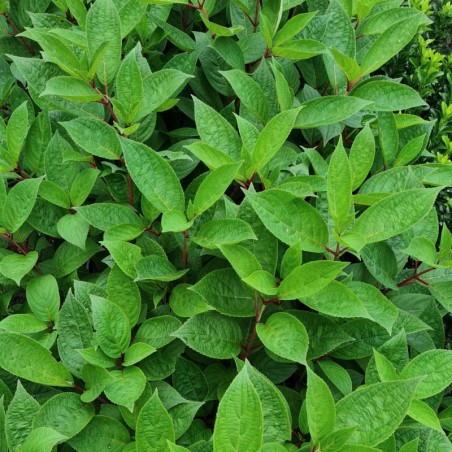 Hydrangea paniculata 'Early Harry'  - summer leaves Hydrangea paniculata 'Early Harry'  - summer leaves