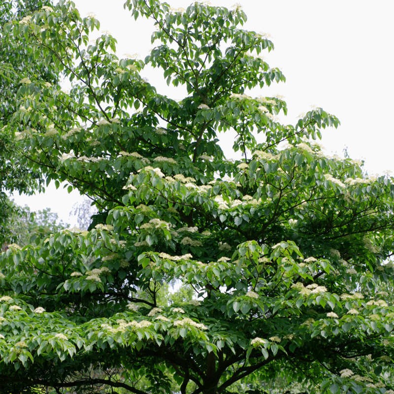 Cornus controversa - mature specimen flowering in early summer