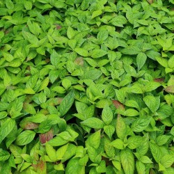 Hydrangea serrata 'Blue Deckle' - leaves in late summer