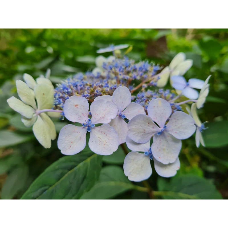 Hydrangea serrata 'Blue Deckle' - flowers in late August Hydrangea serrata 'Blue Deckle' - flowers in late August